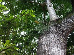 Catasetum macrocarpum