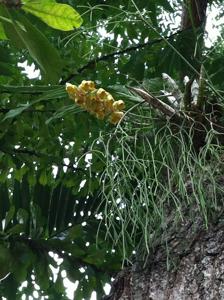 Catasetum macrocarpum