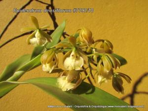 Epidendrum densiflorum