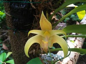 Bulbophyllum lobbii