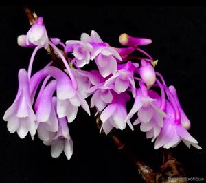 Dendrobium rindjaniense