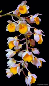 Dendrobium thyrsiflorum