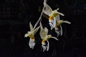 Stanhopea graveolens