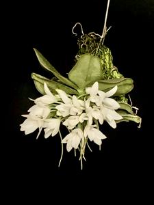 Aerangis fastuosa
