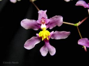 Oncidium sotoanum