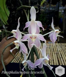 Paraphalaenopsis laycockii