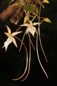 Aerangis fuscata