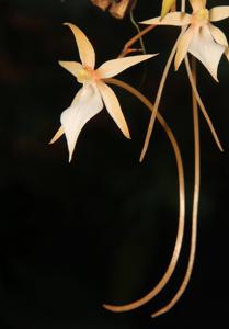 Aerangis fuscata