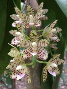 Phalaenopsis kapuasensis