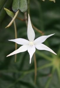 Aerangis kirkii