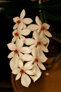 Aerangis luteoalba var. rhodosticta