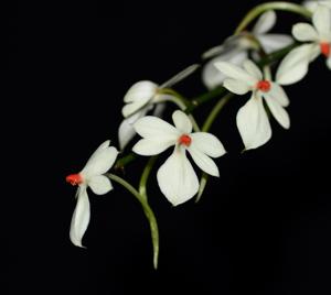 Aerangis luteoalba var. rhodosticta