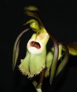 Catasetum incurvum