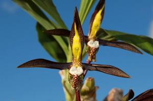 Catasetum saccatum