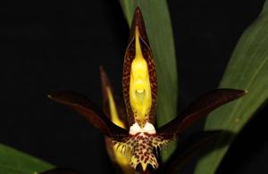 Catasetum saccatum