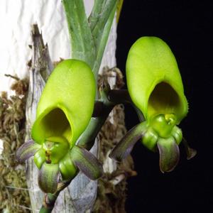 Catasetum saccatum