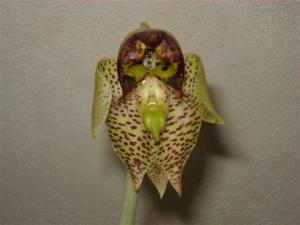 Catasetum sanguineum