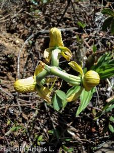 Catasetum sanguineum