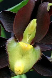 Catasetum tenebrosum