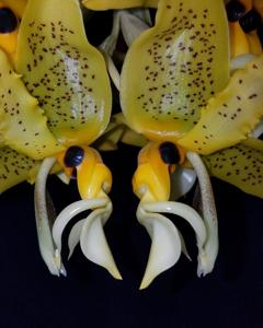 Stanhopea oculata