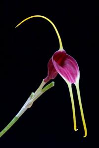 Masdevallia fulvescens