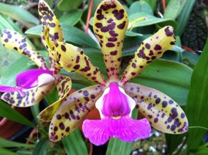 Cattleya aclandiae