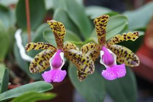 Cattleya aclandiae