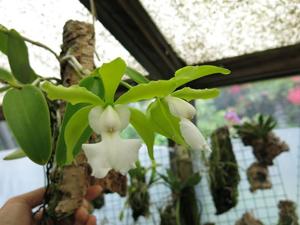 Cattleya aclandiae