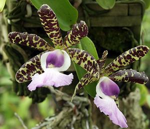 Cattleya aclandiae