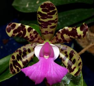 Cattleya aclandiae