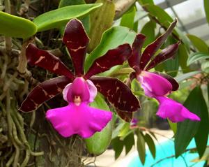 Cattleya aclandiae