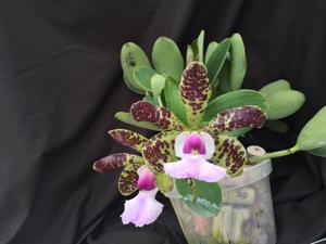 Cattleya aclandiae