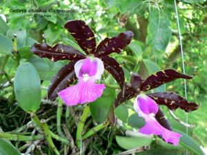 Cattleya aclandiae