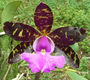 Cattleya aclandiae