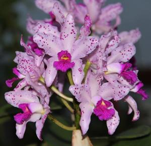 Cattleya amethystoglossa