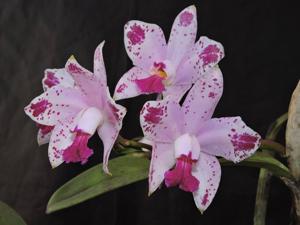 Cattleya amethystoglossa