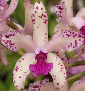 Cattleya amethystoglossa