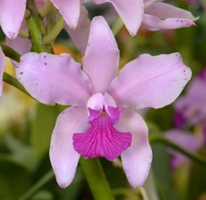 Cattleya amethystoglossa