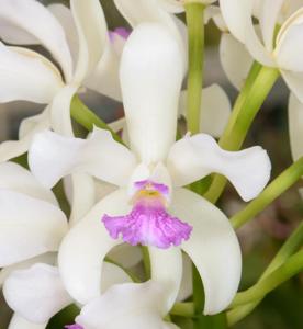 Cattleya amethystoglossa