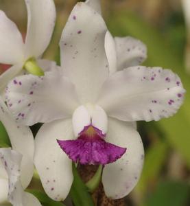 Cattleya amethystoglossa