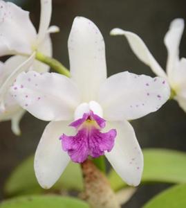 Cattleya amethystoglossa