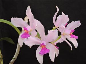 Cattleya amethystoglossa