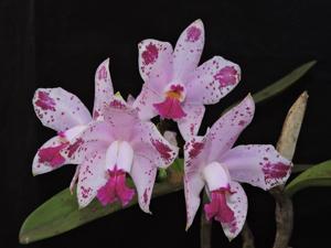 Cattleya amethystoglossa