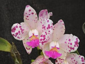 Cattleya amethystoglossa