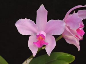 Cattleya amethystoglossa