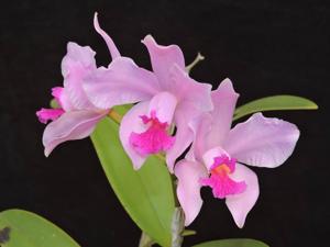 Cattleya amethystoglossa