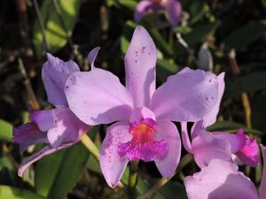 Cattleya amethystoglossa