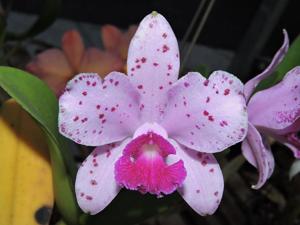 Cattleya amethystoglossa