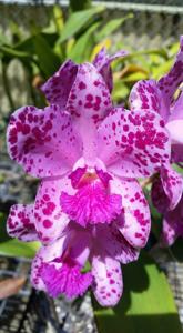 Cattleya amethystoglossa