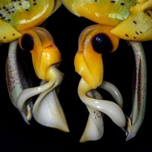 Stanhopea oculata